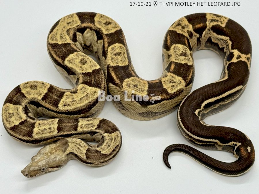 T+VPI MOTLEY HET LEOPARD